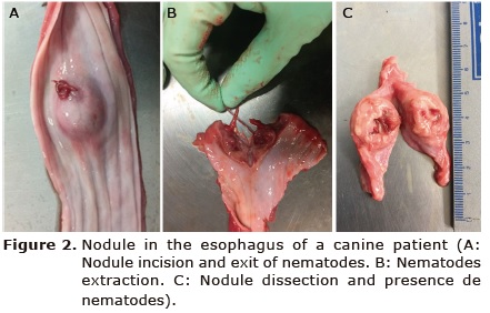 Figure 2. Nodule in the
esophagus of a canine patient (A: Nodule incision and exit of nematodes. B:
Nematodes extraction. C: Nodule dissection and presence de nematodes).