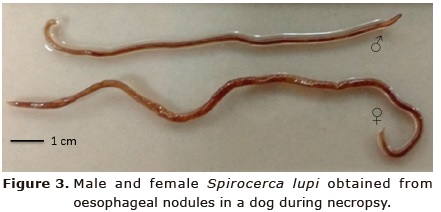Figure 3. Male and
female Spirocerca lupi obtained from oesophageal nodules in a dog during
necropsy.