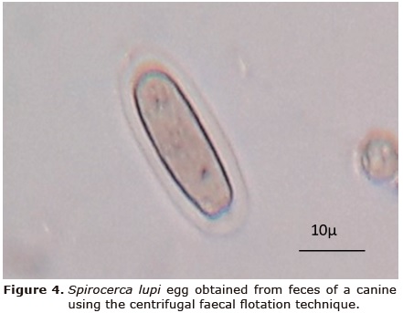 Figure 4.Spirocerca
lupi egg obtained from feces of a canine using the
centrifugal faecal flotation technique.