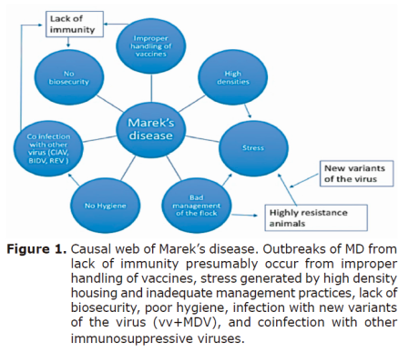 Figure 1. Causal web of Marek&rsquo;s disease. Outbreaks
of MD from lack of immunity presumably occur from improper handling of
vaccines, stress generated by high density housing and inadequate management
practices, lack of biosecurity, poor hygiene, infection with new variants of
the virus (vv+MDV), and coinfection with other immunosuppressive viruses.