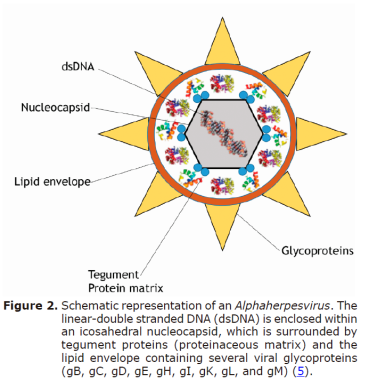 Figure 2. Schematic representation of an Alphaherpesvirus.
The linear-double stranded DNA (dsDNA) is enclosed within an icosahedral
nucleocapsid, which is surrounded by tegument proteins (proteinaceous matrix)
and the lipid envelope containing several viral glycoproteins (gB, gC, gD, gE,
gH, gI, gK, gL, and gM) (5).