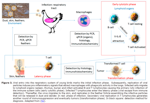 Figure 3. Viral entry into the respiratory system of young birds marks the initial infection phase. Subsequently, replication of viralparticles induces pro-inflammatory signals that attract macrophages with phagocytic activity in the lungs. Infected cells migrateto lymphoid organs (spleen, thymus, bursa) and infect activated B and T lymphocytes causing the primary lytic infection ofthe immune system cells (early cytolitic phase). Infected T lymphocytes enter the latency phase (viral escape from immunedetection). Thereafter, the virus migrates to the skin, and replicates in the feather follicle assembling the infective particlesthat will be released in dust and dander. In red: phase of infection. Secondary viral replication in T lymphocytes generatesanother round of immunosuppression and eventually tumors (transformation phase). In black square: detection method fordiagnosis. Adapted from (52).