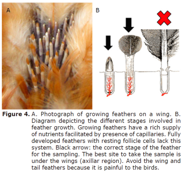 Figure 4. A. Photograph of growing feathers on a
wing. B. Diagram depicting the different stages involved in feather growth.
Growing feathers have a rich supply of nutrients facilitated by presence of
capillaries. Fully developed feathers with resting follicle cells lack this
system. Black arrow: the correct stage of the feather for the sampling. The
best site to take the sample is under the wings (axillar region). Avoid the
wing and tail feathers because it is painful to the birds.