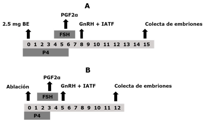 Dise&ntilde;o
esquem&aacute;tico de los grupos experimentales. Grupo control (G1; n=10, A) y Grupo
ablaci&oacute;n (G2; n=10, B). Benzoato de estradiol (BE), Prostaglandina f2α   (PGF2α  ), Hormona
liberadora de gonadotropinas (GnRH), Inseminaci&oacute;n artificial a tiempo fijo (IATF),
Hormona fol&iacute;culo estimulante (FSH) y progesterona (P4).
