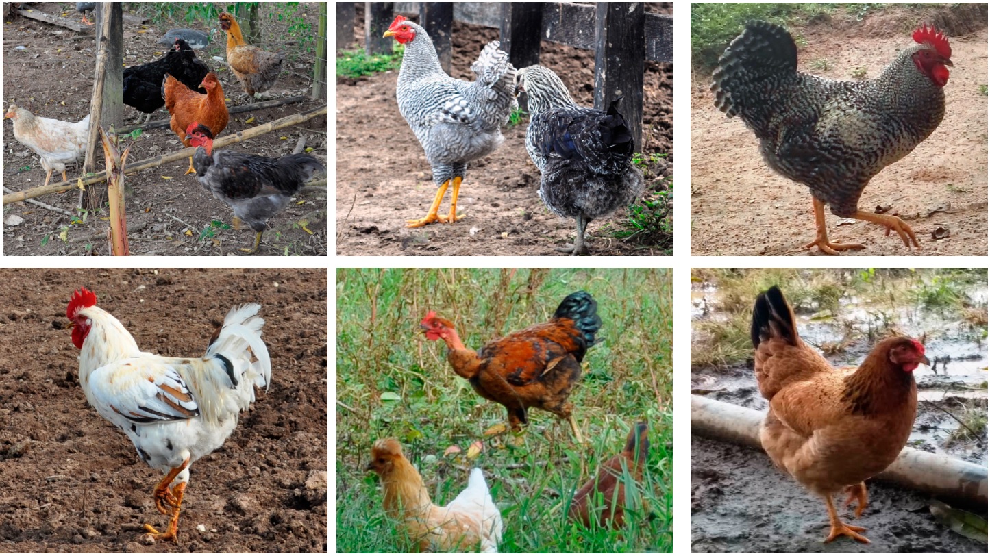 Creole biotypes of Gallus gallus domesticus (Phasianidae), Subregion savanna, department of Sucre Colombia.