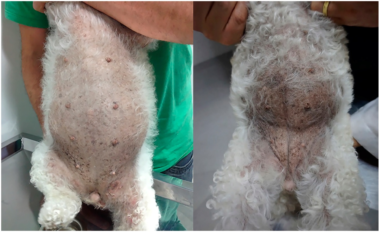  Vista ventral de la paciente. A la izquierda en la primera
consulta, presentando abdomen distendido, alopecia, hiperpigmentación y
presencia de comedones. A la derecha, cuatro meses después del tratamiento con trilostano, con crecimiento piloso y menor distensión. 

 