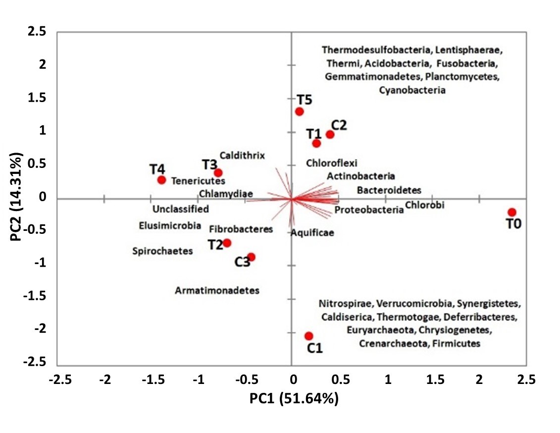 Principal component analysis (PCA) at
Phylum level of the gastrointestinal microbiota associated to HOM-treated and
Un-treated juvenile A. ventricosus.