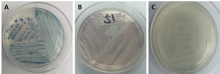 Development
of bacteria in CHROMagarTM. A) Coliforms, B) E. coli
O157: H7 and C) Proteus
spp.