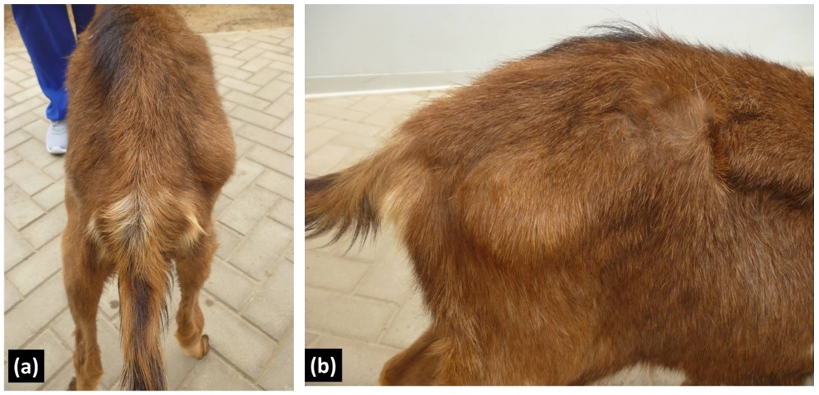  Inspection in posterior
(a) and right lateral (b) in a male alpine goat of 7 months of age with
claudication of the right hind limb: A prominence is identified in the lateral
region on the greater trochanter of the femur
