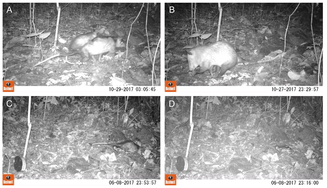 Records
of Didelphis marsupialis A.
Female with offspring on back. B. Adult feeding. C. Juvenile. D. Adult.