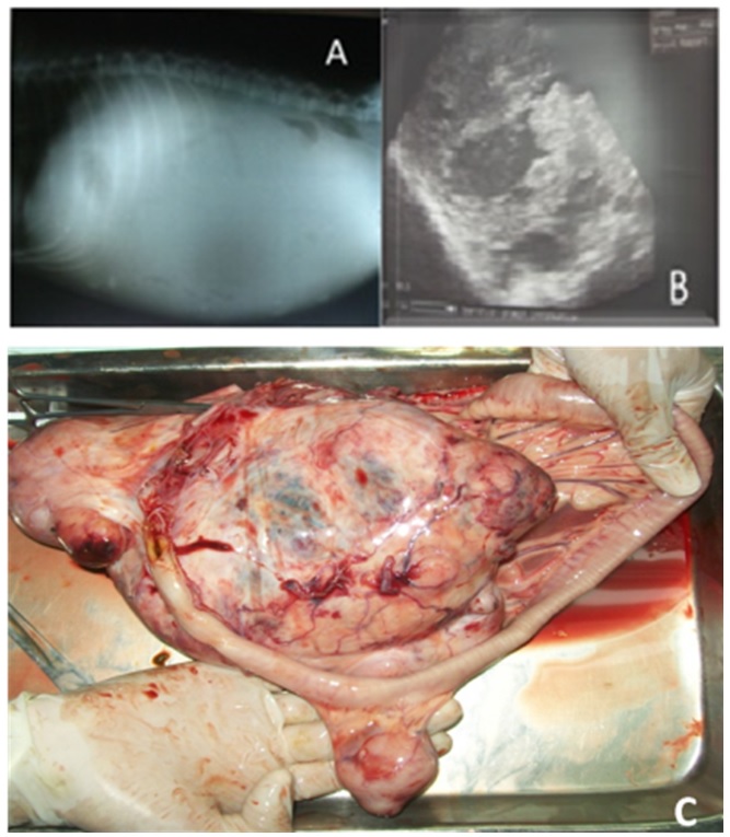 (A) Radiograf&iacute;a, vista lateral posterior del abdomen
derecho. La radiodensidad revela l&iacute;quido en la
cavidad abdominal. (B) Ecograf&iacute;a abdominal. Las &aacute;reas anec&oacute;icas
muestran la presencia de l&iacute;quido dentro del tumor. (C) Vista macrosc&oacute;pica
de la masa tumoral durante la necropsia.