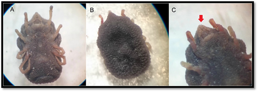 Ornithodoros turicata tick identified in B constrictor S pullatus and E maurus A ventral view B dorsal view papilliform body C poorly developed hypostome red arrow Source Duran 2016
