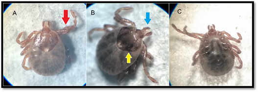 Amblyomma dissimile tick identified in B. constrictor, long palps (red arrow) with the second segment being shorter than wider. A. Dorsal view, B. shield (yellow arrow) and hypostome (blue arrow) and C. ventral view. Source: Duran, 2016