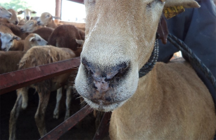 Blackpink nose and lips