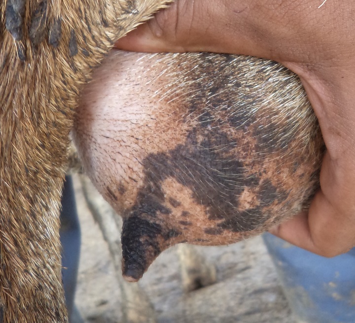 Partially pigmented udder