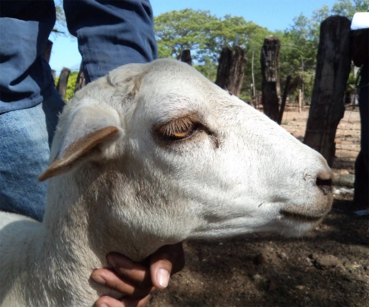 Sudan Blanco specimen with horizontal ears and straight profile.