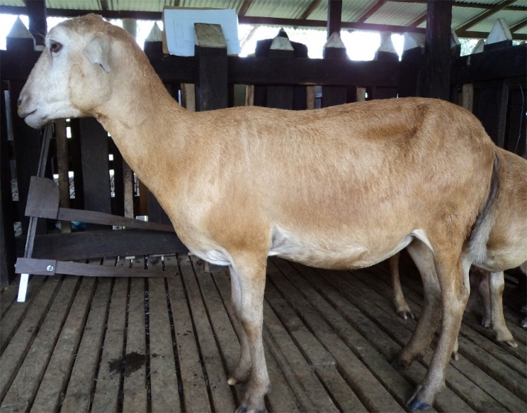Side view for neck and belly assessment