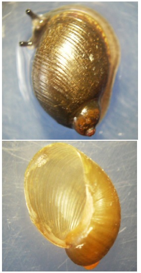 Succiniform shell of P columella found at the sampling site at Huehuetenango Guatemala