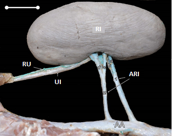Macrofotograf&iacute;a de la visi&oacute;n lateral mostrando dos ramas prehiliares de cada arteria renal izquierda en C. thous: AA- aorta abdominal, RI- ri&ntilde;&oacute;n izquierdo, UI- ur&eacute;ter izquierdo, RU- rama uretral, ARI- arteria renal izquierda (1- ARI craneal: a- rama prehiliar dorsal, b- rama prehiliar ventral; 2- ARI caudal: c- rama prehiliar craneal, d- rama prehiliar caudal). Barra de escala 1cm.