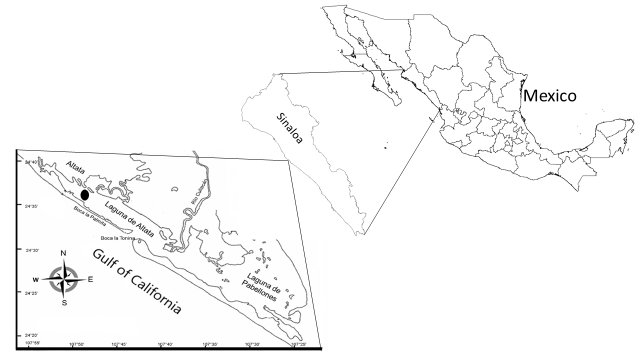 Mexico map indicating Sinaloa state and sampling site &bull; at Altata Bay