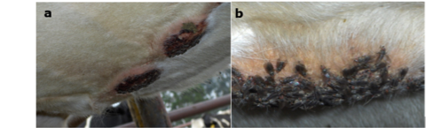 a) Lesi&oacute;n de integumento en la l&iacute;nea ventral de una vaca en producci&oacute;n; b) Mosca hemat&oacute;faga Haematobia irritans aliment&aacute;ndose en la zona de la l&iacute;nea ventral lastimada en una vaca. Fuente: F. E. Garc&iacute;a-Castro.