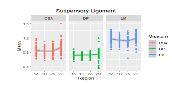 Mean ultrasound values of the suspensory ligament of the metacarpal region (1A-2B) of 30 Colombian creole horses. AT: cross-sectional area, D: dorsopalmar thickness and LM: lateromedial width.