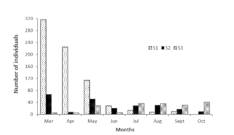 Number of individuals of M. melongena from the different strata away from the mangrove. S: strata.