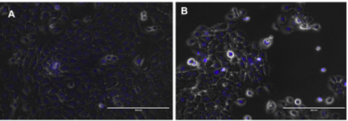 Contra coloraci�n nuclear del ADN celular en azul de las c�lulas epiteliales dentales de rata cultivadas.