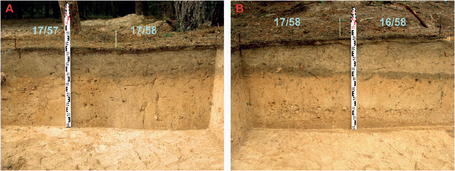 Kultūrinio horizonto pagilėjimas perkasos 4 vakarinėje ir šiaurinėje sienelėse. E. Šatavičiaus nuotrauka