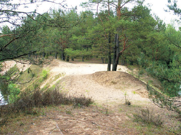 Intensyviai eroduojantys paviršiai erozinio kyšulio sąsmaukoje, 2006 m. liepa. E. Šatavičiaus nuotrauka