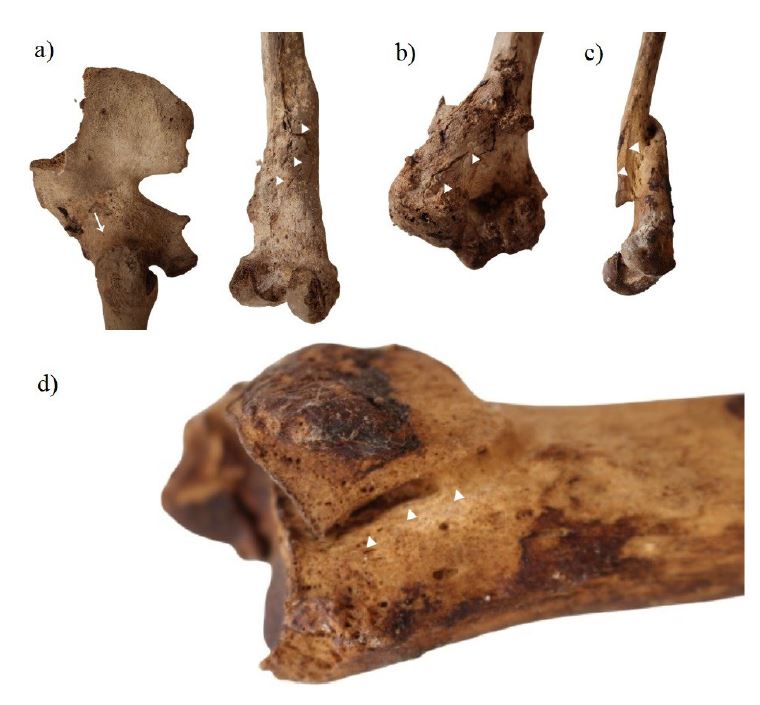 Details of trauma cases including a left femoral bone fused with the acetabulum and new bone formation of the lower third of the shaft (a); a left humerus with a callus formation on the distal end (b); a right femoral bone with significant shortening and callus formation of the lower third of the shaft (c); and a right tibia with new bone formation on the distal epiphysis (d).