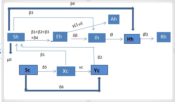 Flow chart for the transmission of MERS-CoV between camel and human population.