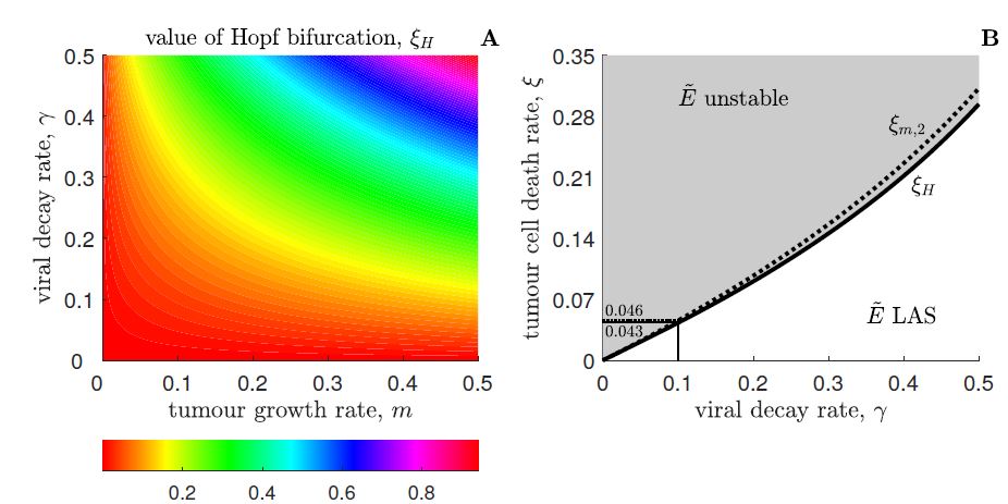 Bifurcation analysis of the equilibrium E˜ of model (12).  Panel A: Contour plot of the value of Hopf bifurcation, ξH , versus the tumour growth rate, m, and the viral decay rate, γ. Panel B: Hopf bifurcation value, ξH (solid line), and minimum bifurcation root of a2(ξ), ξm,2 (dashed line), as functions of the viral decay rate, γ, by assuming m = 0.1. The intersection between vertical and horizontal lines indicates the values corresponding to γ  = 0.1. Region colour is white (resp. grey) where E˜ is locally asymptotically stable (LAS) (resp. unstable)