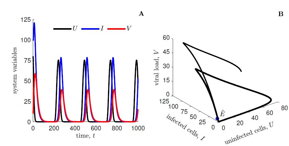 Numerical solutions of model (12) in case of stable stationary oscillations. Panel A: Temporal dynamics of uninfected tumour cells, U (black line), infected tumour cells, I (blue line), and viral load, V (red line). Panel B: Phase portrait in the space (U, I, V ). Parameter values: K = 100, m = 0.1, ξ = 0.06, γ = 0.1. Initial conditions: U (0) = 80, I(0) = 100, V (0) = 10.