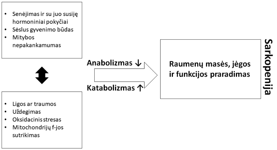 Etiopatogenetiniai sarkopenijos veiksniai