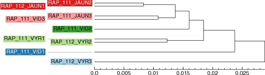 Šešių klasterių jungimo dendrograma