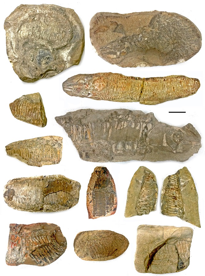 Vinctifer comptoni (MN 3432-V, CR 06), a lot with 13 specimens. Scale: 4 cm.