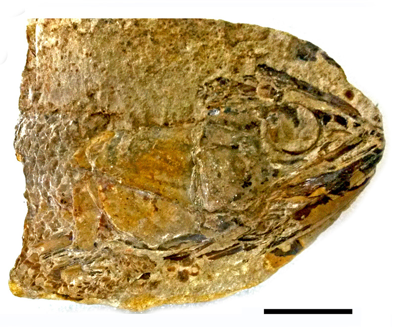 Notelops brama (MN 3432-V, CR 06) a single individual from N. brama of the lot, who had been mistakenly identified as V. comptoni. Scales: 2 cm.