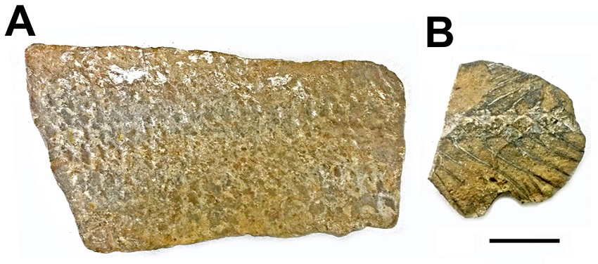 Cladocyclus gardneri (MN 3433-V): A. CR26; B. CR30. Scale: 4 cm.