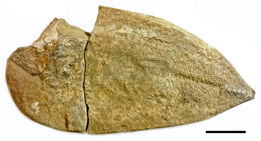 Brannerion sp. MN 3487-V (anterior part of CR 15) and MN 3437-V (posterior part of CR 15). Scale: 4 cm.