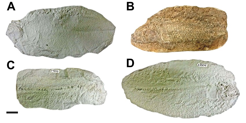 Fossils of the “Rocha” collection, described by Jordan and Branner (1908) housed in the Museu Nacional/UFRJ. A. MN 4492-V (CR11), replica of CAS 58295, counterpart of the “Calamopleurus vestitus”, which is currently synonym of “Brannerion vestitum”; B. MN 3468-V (CR 05) holotype and original part of the “Cearana rochae,” currently considered synonym of Tharrhias araripis; C. MN 4494-V (CR 05) replica of CAS 58297 paratype counterpart of the “Cearana rochae”; D. MN 4493-V (CR 04) replica of CAS 58318 paratype counterpart of the T. araripis. Scales: 2 cm.