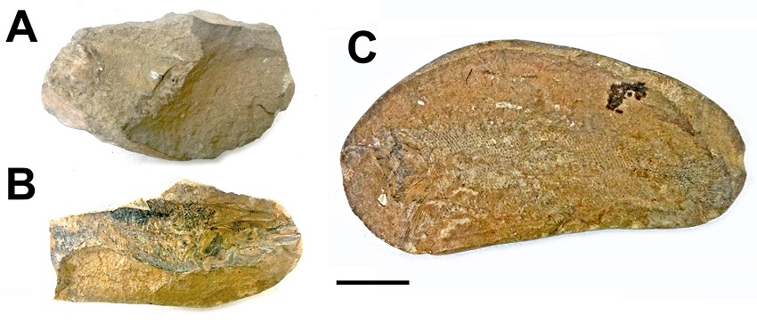 Rhacolepis buccalis: A. (MN 3435-V) - CR 19; B. (MN 3435-V) - CR 09; C. (MN 3434-V) - CR 14. Scale: 4 cm.