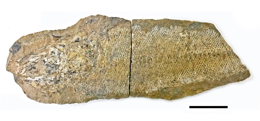 Notelops brama (MN 3442-V) - anterior part of CR 21 and (MN 3436-V) - posterior part of CR 21. Scales: 4 cm.