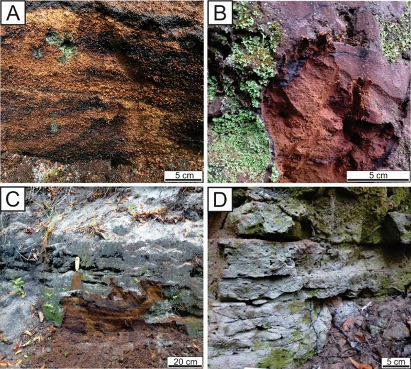 Macroscopic aspects of the sandstones of the Campos - Macaé Canal margins: A. Coarse-grained sandstone with parallel lamination, reddish color due to the concentration of iron oxides/hydroxides and organic matter (Point 146); B. Massive fine-grained sandstone with bioturbations (Point 149); C. and D. Tabular layers of sandstones with centimetric recent bioturbations.