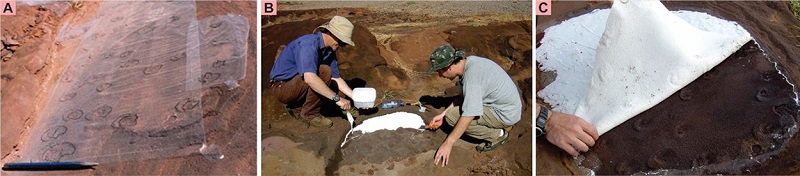A. In situ studies performed in March 2004, when minimal intervention was selected. It was considered then that there were no major risks to the integrity of the geosite; B-C. Manufacture of silicone rubber moulds to ensure that information of great paleontological interest was recorded and secured.