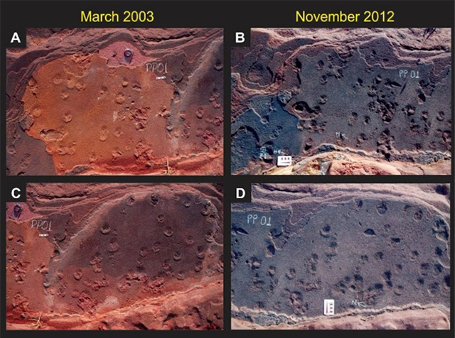 Ichnofossil sets PP01, tracks of small Theropoda dinosaurs in sandstone cross-bedding plans from ancient deposits of dune foresets in the Caiuá Desert. Note the effects of weathering and river and rainfall erosion in about 9 years: A-C. March 2003; B-D. November 2012.