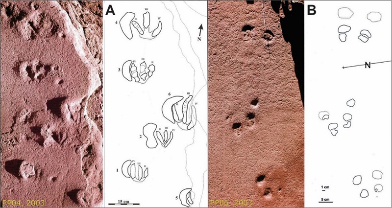 The Porto Primavera site contains tracks preserved as concave epireliefs in sandstones, exhibiting typical displacement rims: A. Theropod dinosaurs; B. Small mammals.
