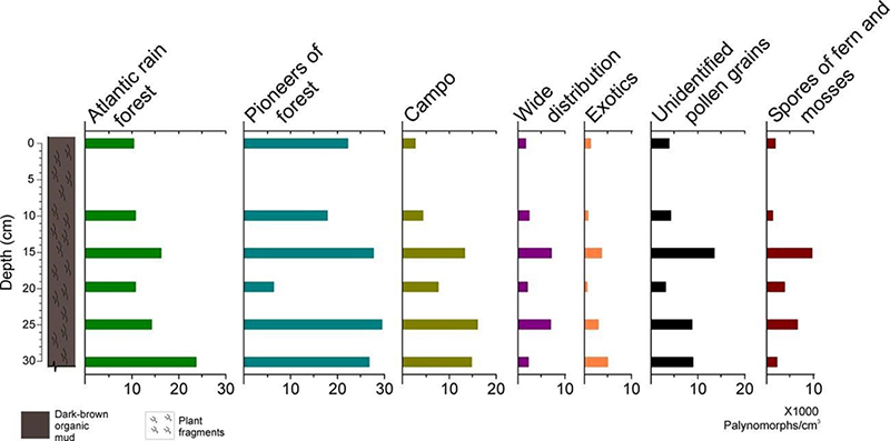 Concentration diagram of palynomorphs/cm3 according to the established groups for the Camorim dam core.