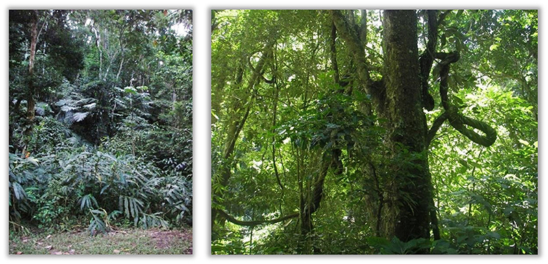 Aspects of the Atlantic Forest low and high vegetation around the dam. 