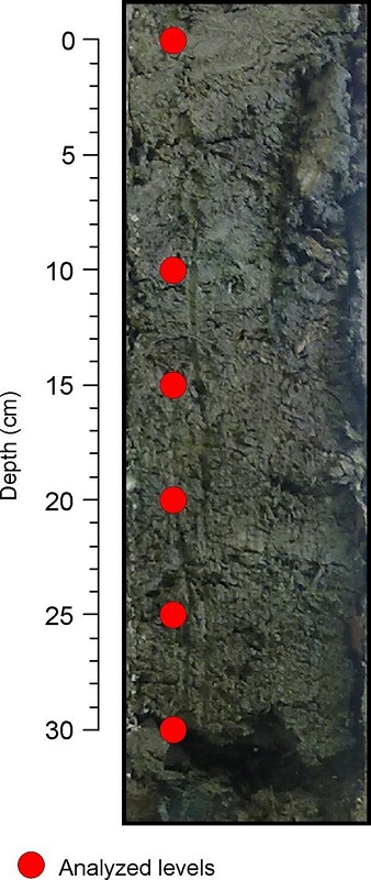 Core internal aspect and the levels for sample extraction.